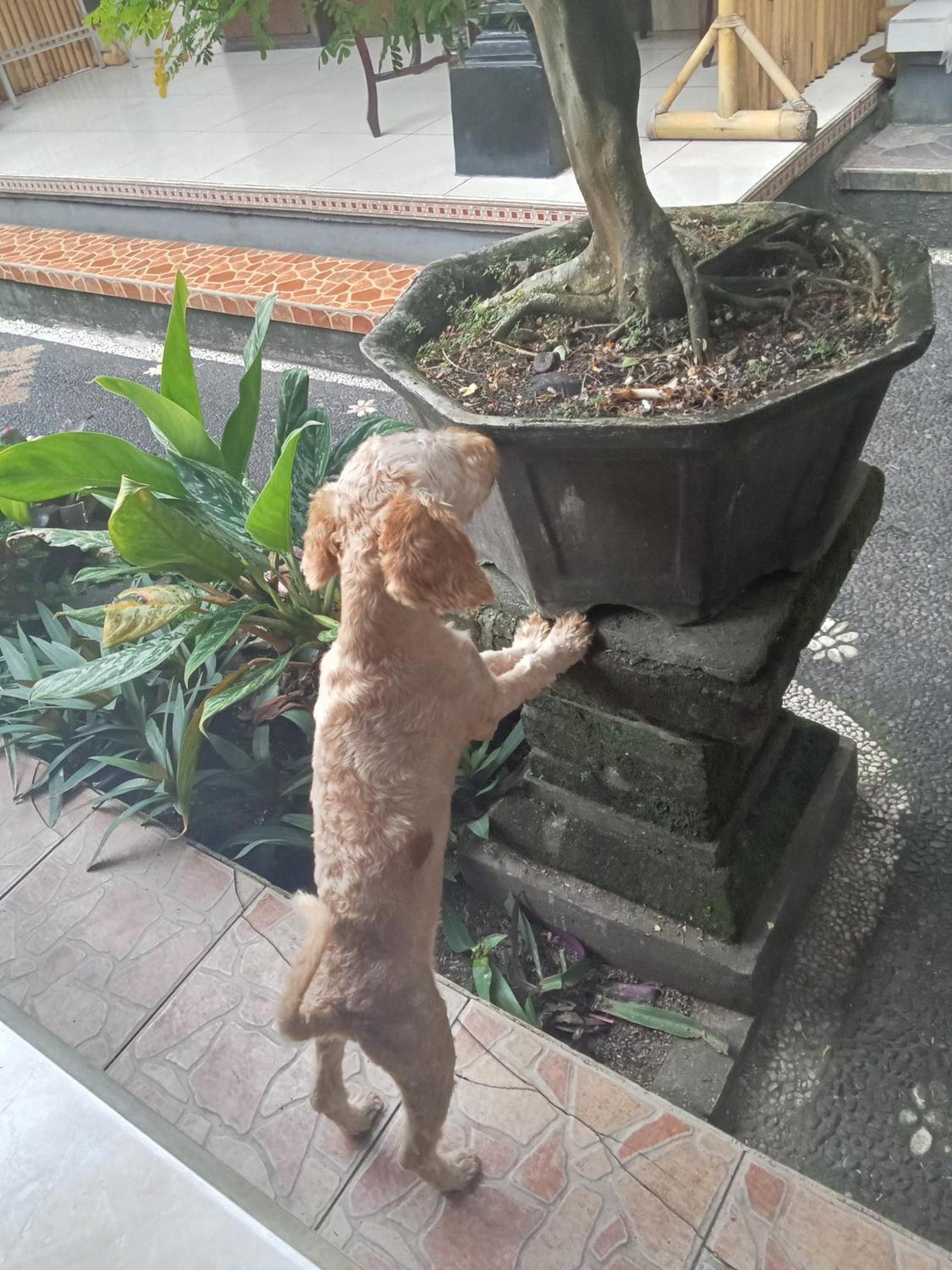 Dewi Antara Homestay Ubud Oda fotoğraf